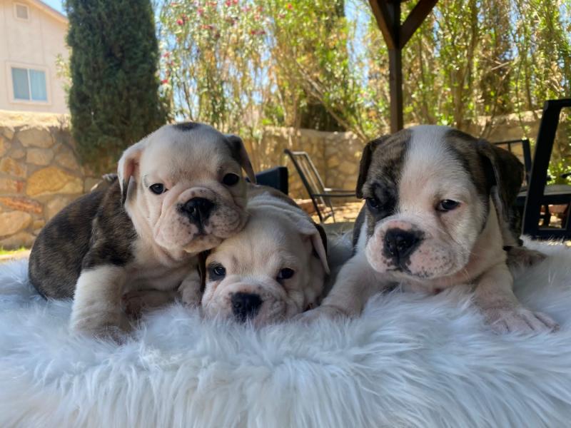 English bulldogs Image eClassifieds4u