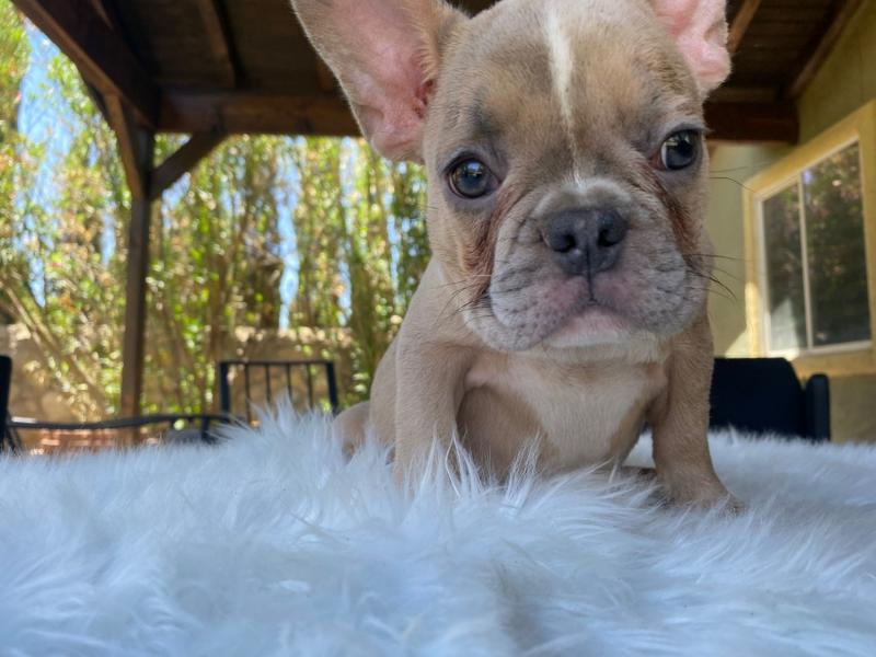 French Bulldog Puppies For Sale Image eClassifieds4u
