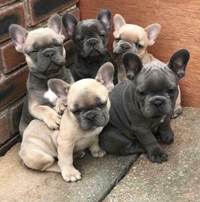 Gorgeous Blue Pie French Bulldog Puppies Available Image eClassifieds4u