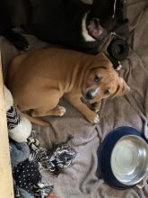 4 Unique kelpie x Image eClassifieds4u 1