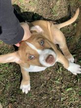 4 Unique kelpie x Image eClassifieds4u 2