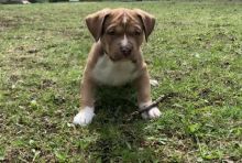 4 Unique kelpie x Image eClassifieds4u 4