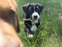 4 Unique kelpie x Image eClassifieds4u 3