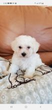 BICHON FRISE AKC PUPPIES Image eClassifieds4U