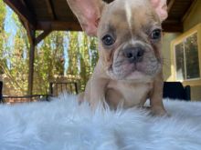 French Bulldog Puppies For Sale Image eClassifieds4U