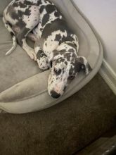 Great Dane harlequin puppy for sale Image eClassifieds4U