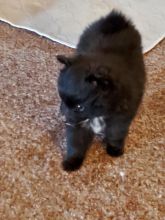 Pomeranian Puppies For Sale Image eClassifieds4U