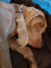 Weimaraner Image eClassifieds4U