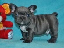 100% Pure Breed Blue French Bulldog puppies