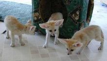 Adorable and cute fennec foxes Ready