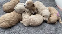 apoo Puppies