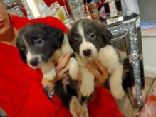 Border Collie Puppies