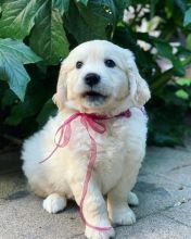 Cute an adorable puppies