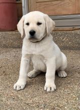 Cute Labrador Retriever Puppies