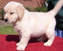 Healthy Golden Retriever Puppies Available
