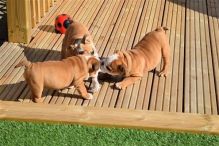 Intelligent English Bulldog Puppies For Sale
