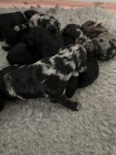 Labradoodle Puppies