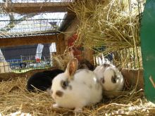 Male and Female Rabbit.