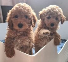 Poodle Puppies