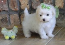 Potty trained teacup Maltese puppies for Sale