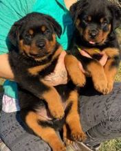 Rottweiler puppies