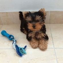 Teacup Yorkie puppies available for sale