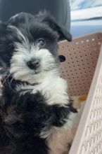 Yorkiepoo puppy for sale