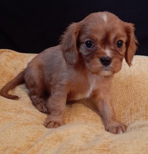 Beautiful Ruby Cavalier King Charles Image eClassifieds4u