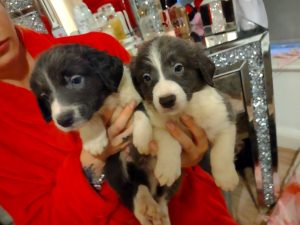 Border Collie Puppies Image eClassifieds4u