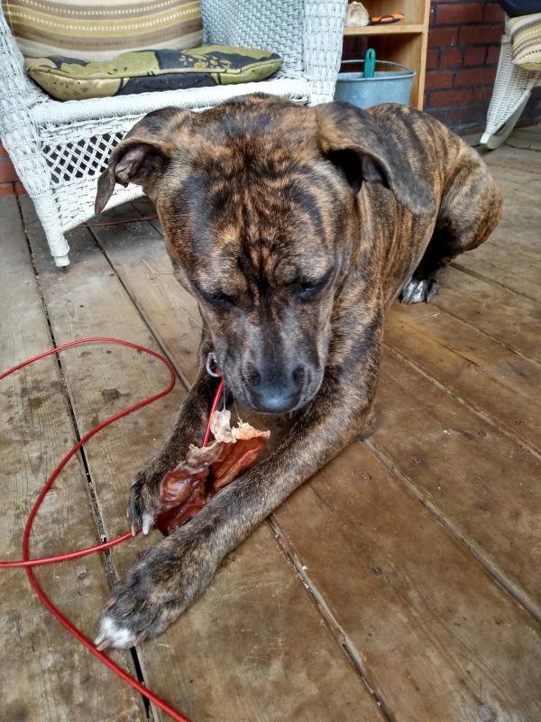 Cane Corso pitbull mix female Image eClassifieds4u