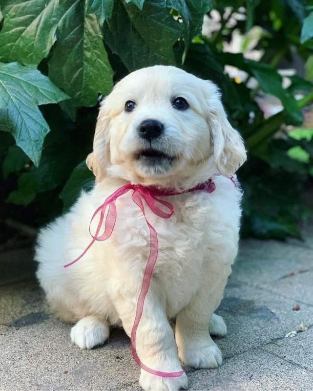Cute an adorable puppies Image eClassifieds4u