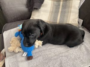 Drakeshead Labrador Pups Health Tested Image eClassifieds4u
