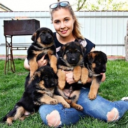 Genuine Pure Breed German Shepherd puppies Image eClassifieds4u