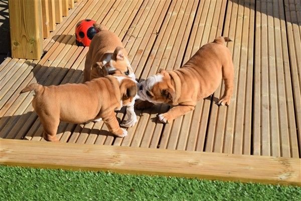 Intelligent English Bulldog Puppies For Sale Image eClassifieds4u