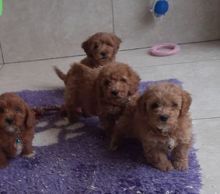 Adorable Akc registered poodle puppies for sale Image eClassifieds4U