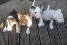 Bull Terrier Puppies For Sale Image eClassifieds4U