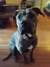 Cane Corso pitbull mix female Image eClassifieds4u 1