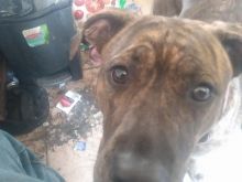 Cane Corso pitbull mix female Image eClassifieds4u 3