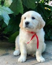 Cute an adorable puppies Image eClassifieds4u 2