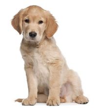 Golden Retriever Image eClassifieds4U