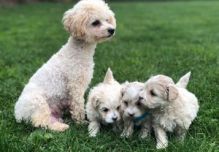 Maltipoo Puppies Image eClassifieds4U