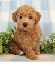 Outstanding Shihpoo Puppies Image eClassifieds4U