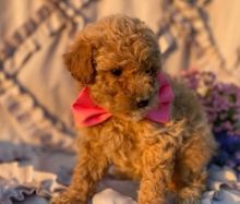 Poochon Boy Puppies Image eClassifieds4U