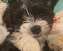 Yorkiepoo puppy for sale Image eClassifieds4u 2