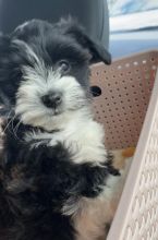 Yorkiepoo puppy for sale Image eClassifieds4u 1