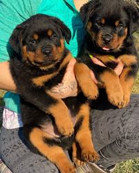 Rottweiler puppies Image eClassifieds4u