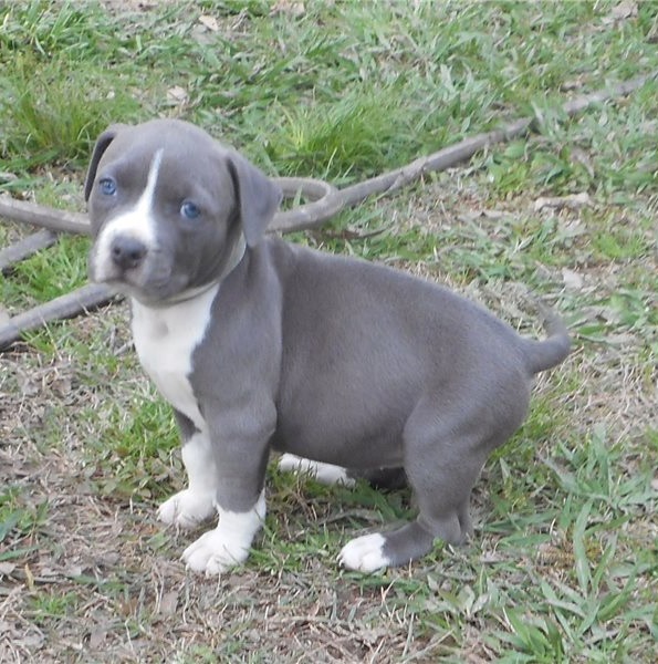 We have a litter of healthy American Staffordshire Terrier puppie Image eClassifieds4u