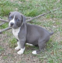 We have a litter of healthy American Staffordshire Terrier puppie