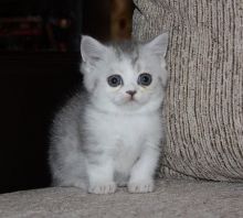 Beautiful Munchkin kittens.