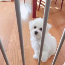 beautifull Bichon frise puppies ready for a new home